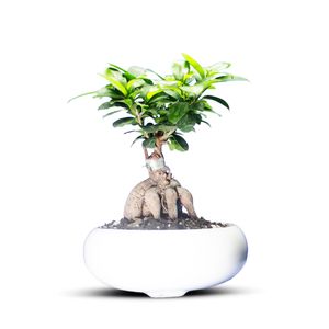 گیاه طبیعی بونسای جنسینگ کد 01